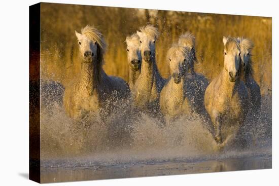 Seven White Camargue Horses Running in Water, Provence, France-Jaynes Gallery-Premier Image Canvas