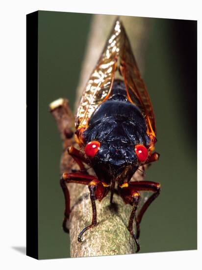 Seventeen Year Cicada, Pennsylvania, USA-David Northcott-Premier Image Canvas