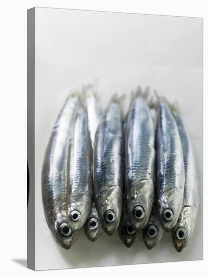 Several Fresh Anchovies-null-Premier Image Canvas