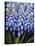 Several Grape Hyacinths-null-Premier Image Canvas