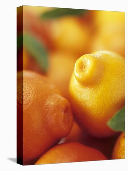 Several Mandarin Oranges with Leaves-Vladimir Shulevsky-Premier Image Canvas