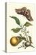 Seville Orange with a Golden Rothschild Butterfly-Maria Sibylla Merian-Stretched Canvas