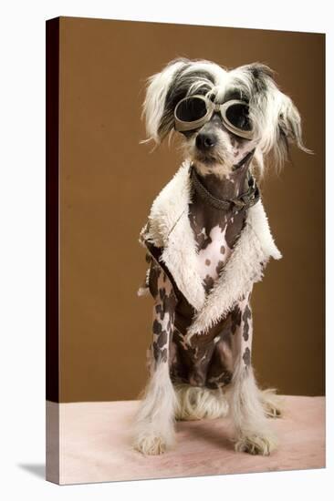 Sexy Chinese Crested Hairless Sporting A Cool Coat And Glasses-Candicecunningham-Premier Image Canvas