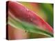 Sexy Pink Heliconia, Hilo Botanical Garden, Hilo, Hawaii, USA-Rob Tilley-Premier Image Canvas