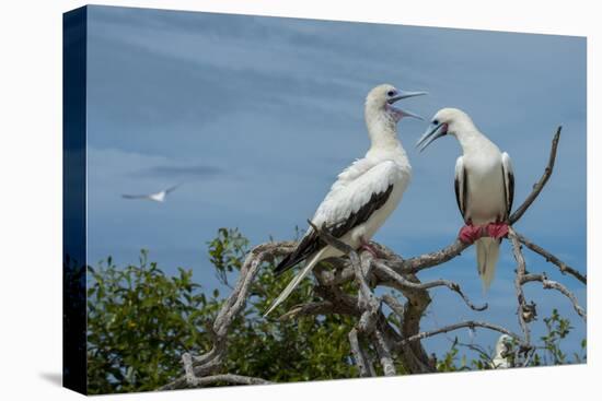 Seychelles, Indian Ocean, Aldabra, Cosmoledo Atoll. Pair of Red-footed boobies.-Cindy Miller Hopkins-Premier Image Canvas