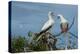 Seychelles, Indian Ocean, Aldabra, Cosmoledo Atoll. Pair of Red-footed boobies.-Cindy Miller Hopkins-Premier Image Canvas