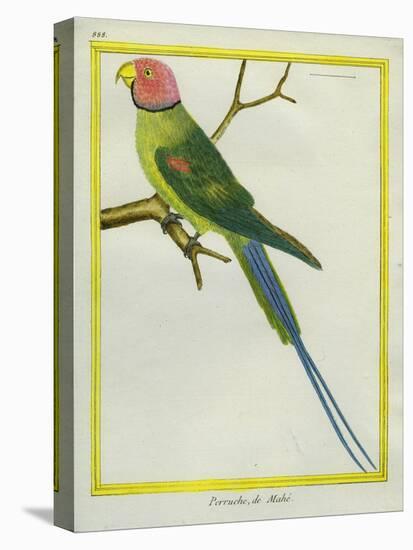 Seychelles Parakeet-Georges-Louis Buffon-Premier Image Canvas