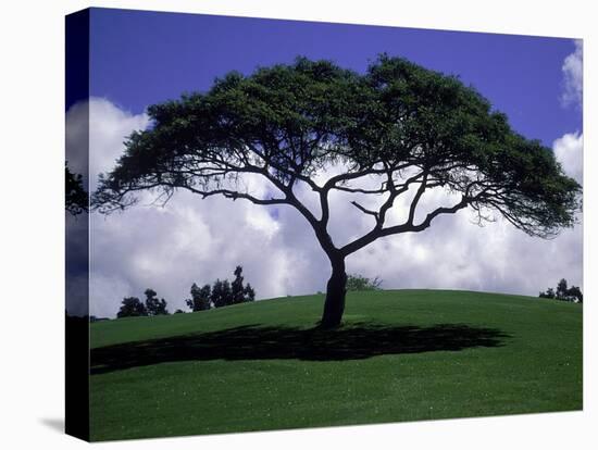 Shade Tree on Grassy Hill-Chris Rogers-Premier Image Canvas