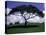 Shade Tree on Grassy Hill-Chris Rogers-Premier Image Canvas