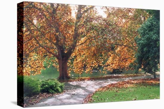 Shades of Autumn-FS Studio-Premier Image Canvas