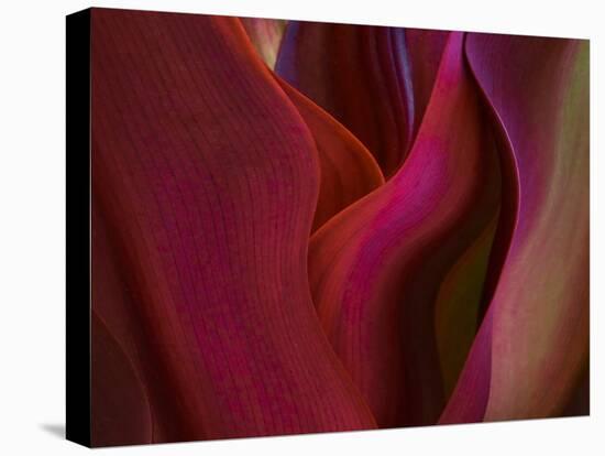 Shades of Maui in Spring-Robin Wechsler-Premier Image Canvas