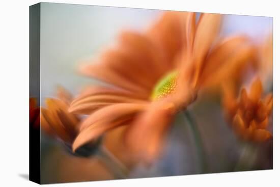 Shades of Orange-Heidi Westum-Premier Image Canvas