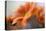 Shades of Orange-Heidi Westum-Premier Image Canvas