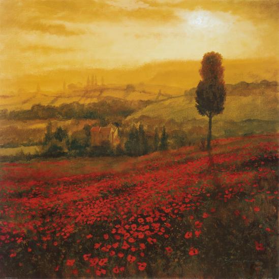 Shades of Poppies-Steve Thoms-Stretched Canvas