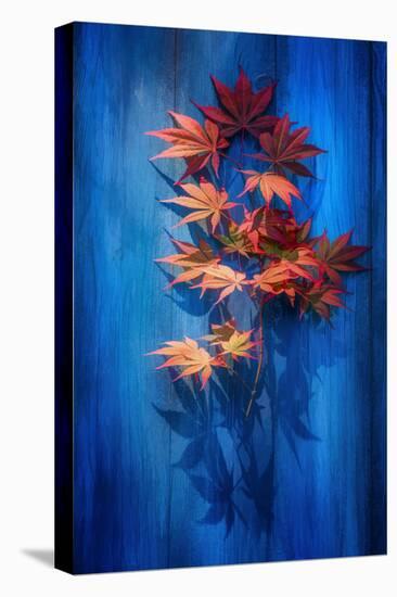 Shadow Blue-Philippe Sainte-Laudy-Premier Image Canvas