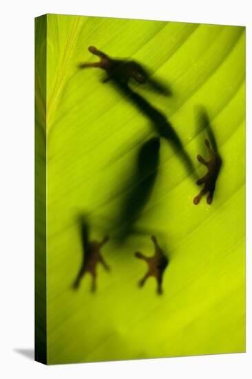 Shadow of a Tree Frog on a Leaf in Costa Rica-Paul Souders-Premier Image Canvas