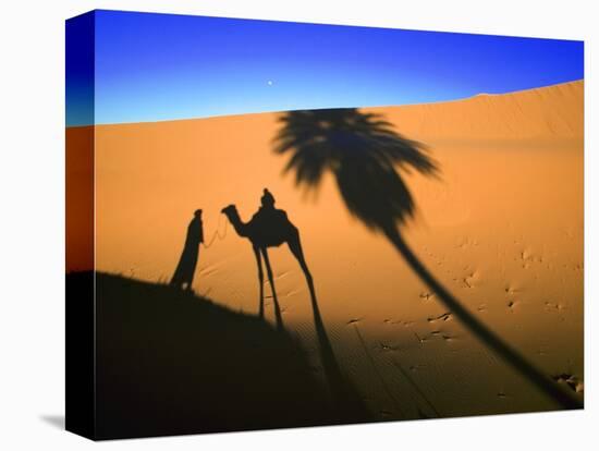 Shadow of Camel and Palm Tree-Martin Harvey-Premier Image Canvas