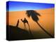 Shadow of Camel and Palm Tree-Martin Harvey-Premier Image Canvas