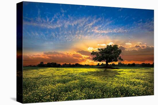 Shadows at Sunset-Celebrate Life Gallery-Stretched Canvas