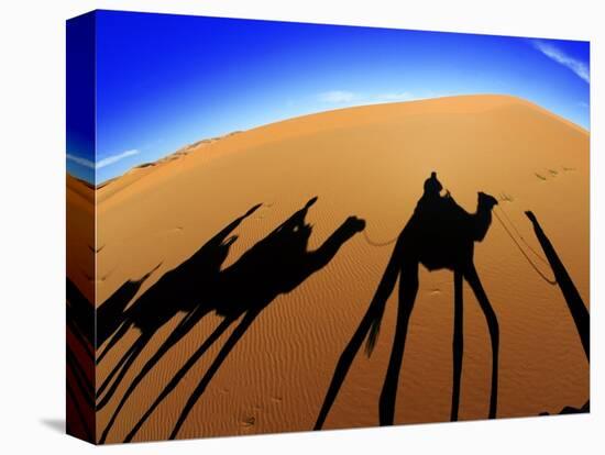 Shadows of Camels-Martin Harvey-Premier Image Canvas