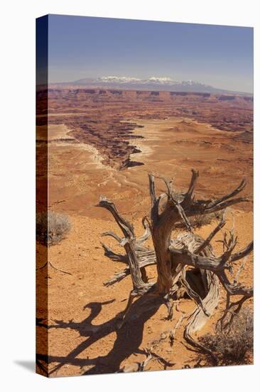 Shafer Trail Overlook, Canyonlands National Park, La Sal Mountains, Utah, Usa-Rainer Mirau-Premier Image Canvas