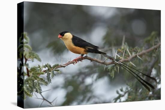 Shaft-tailed whydah (Vidua regia), male, Kgalagadi Transfrontier Park, South Africa, Africa-James Hager-Premier Image Canvas