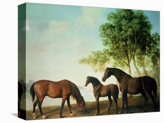 Shafto Mares and a Foal-George Stubbs-Premier Image Canvas