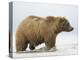 Shaggy Brown Bear in Stream-Arthur Morris-Premier Image Canvas