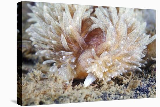 Shaggy Mouse Nudibranch-Alexander Semenov-Premier Image Canvas