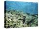 Shallow Top of the Reef is Nursery for Young Fish, Sabah, Malaysia, Southeast Asia-Lousie Murray-Premier Image Canvas