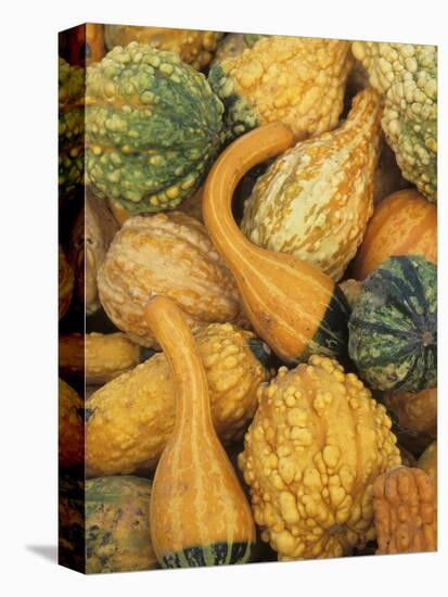 Shapes and Textures of Squash at Halloween, Acton, Massachusetts, USA-Merrill Images-Premier Image Canvas