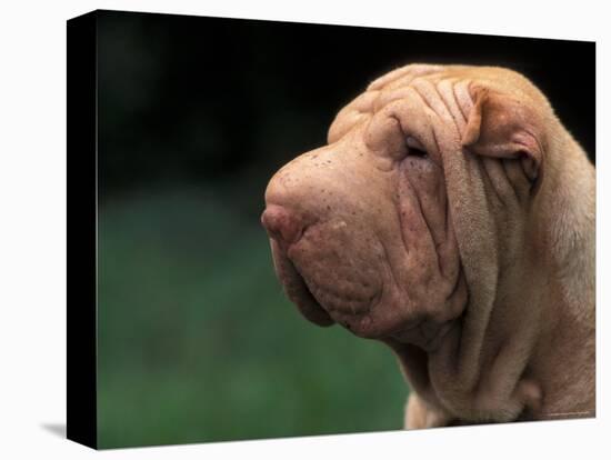 Shar Pei Face-Adriano Bacchella-Premier Image Canvas