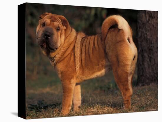 Shar Pei Portrait Showing the Curled Tail and Wrinkles on the Back-Adriano Bacchella-Premier Image Canvas