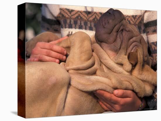 Shar Pei Puppy Lying on Its Back and Being Cuddled, Showing Excess Skin-Adriano Bacchella-Premier Image Canvas