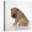 Shar Pei Puppy, Side-View-null-Premier Image Canvas