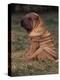 Shar Pei Puppy Sitting Down with Wrinkles on Back Clearly Visible-Adriano Bacchella-Premier Image Canvas