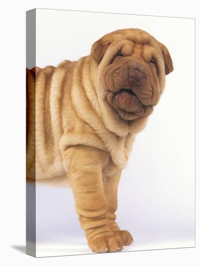 Shar-Pei-DLILLC-Premier Image Canvas