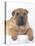 Shar-Pei-DLILLC-Premier Image Canvas