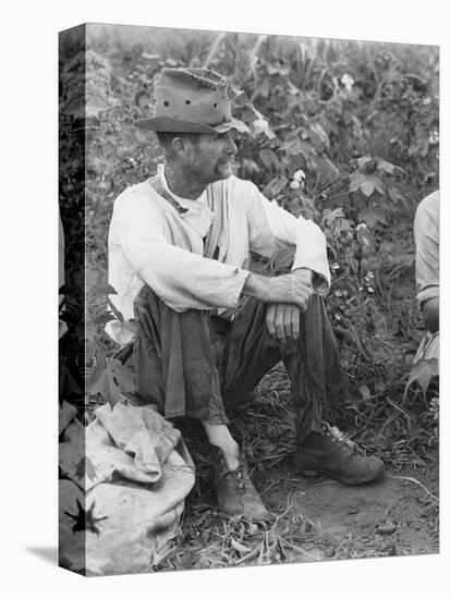 Sharecropper Bud Fields in his cotton patch in Hale County, Alabama, c.1936-Walker Evans-Premier Image Canvas
