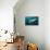 Shark and Remora, Shark Dive, Umkomaas, KwaZulu-Natal, South Africa-Pete Oxford-Premier Image Canvas displayed on a wall