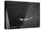 Shark Caught by the Cruise Ship 'Atlantis, Off Bathurst, Gambia, 20th Century-null-Premier Image Canvas