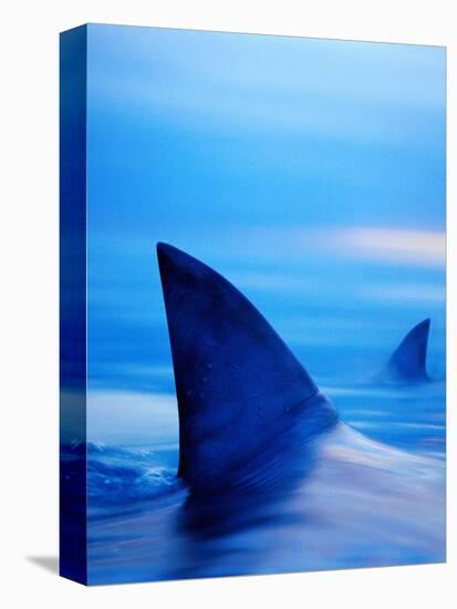 Shark Fins Cutting Surface of Water-Randy Faris-Premier Image Canvas