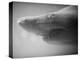 Shark Mouth-Henry Horenstein-Premier Image Canvas