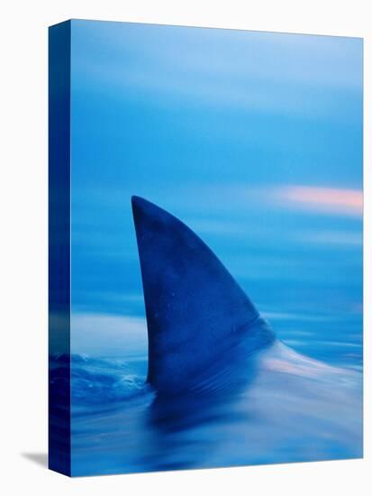 Shark's Dorsal Fin Cutting Surface of Water-Randy Faris-Premier Image Canvas