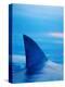 Shark's Dorsal Fin Cutting Surface of Water-Randy Faris-Premier Image Canvas