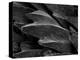 Shark Skin Scale-null-Premier Image Canvas