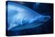 Shark-Karyn Millet-Premier Image Canvas