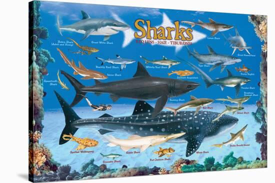 Sharks for Kids-null-Stretched Canvas