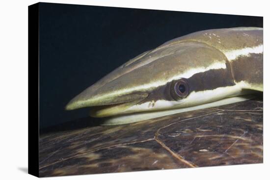 Sharksucker on Turtle (Echeneis Naucrates), Marsa Alam, Red Sea, Egypt-Reinhard Dirscherl-Premier Image Canvas