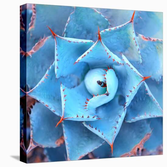 Sharp Pointed Agave Plant Leaves-asharkyu-Stretched Canvas